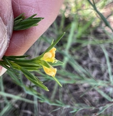 Hypericum gentianoides