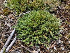 Selaginella rupestris