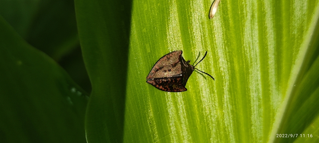Acromis venosa