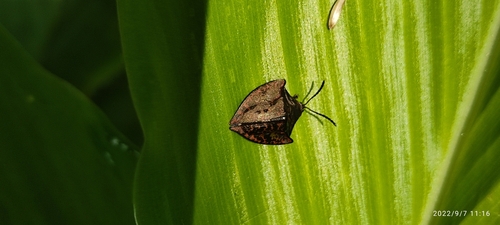 Acromis venosa