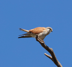 Falco cenchroides