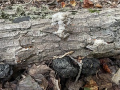 Kretzschmaria deusta