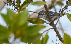 Setophaga cerulea