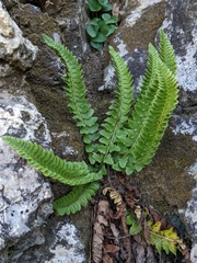 Polystichum kruckebergii
