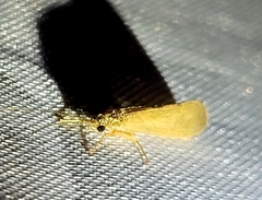 Hydropsychoidea