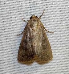 Condica