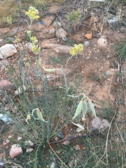 Asclepias subulata