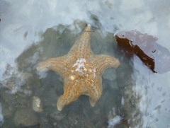 Dermasterias imbricata