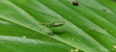 Reduviidae