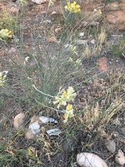 Asclepias subulata