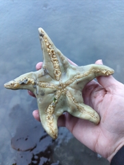 Dermasterias imbricata