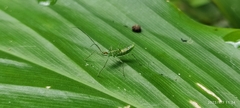 Reduviidae