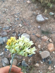 Asclepias subulata