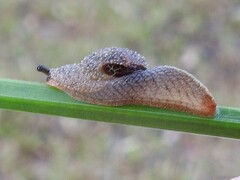 Helicarionidae