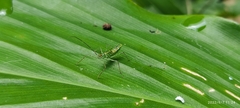 Reduviidae