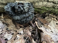 Kretzschmaria deusta