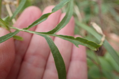 Sisymbrium altissimum