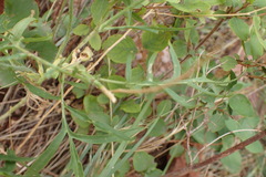 Sisymbrium altissimum