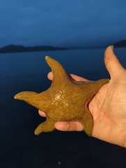 Dermasterias imbricata