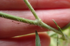 Sisymbrium altissimum