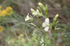 Sisymbrium altissimum