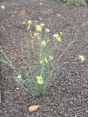 Asclepias subulata