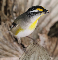 Pardalotus striatus
