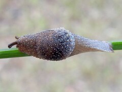 Helicarionidae