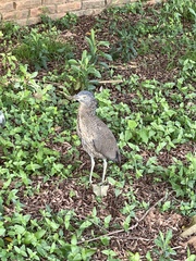 Gorsachius melanolophus