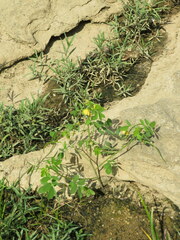 Senna obtusifolia
