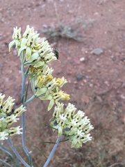 Asclepias subulata