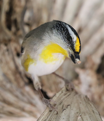 Pardalotus striatus