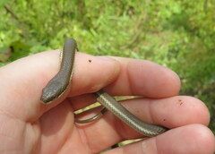 Regina septemvittata