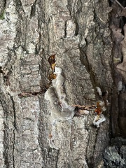 Kretzschmaria deusta