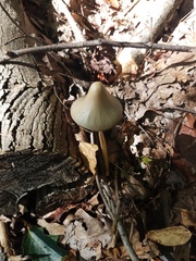 Parasola conopilea