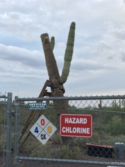 Carnegiea gigantea