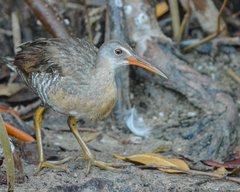 Rallus crepitans