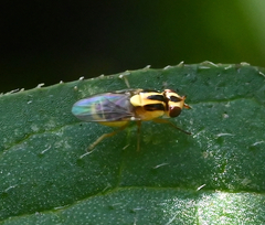 Thaumatomyia glabra