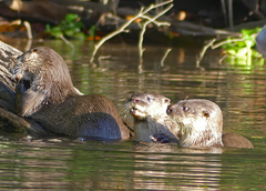 Lontra longicaudis