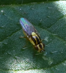 Thaumatomyia glabra