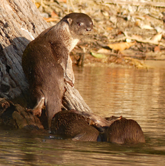 Lontra longicaudis