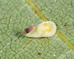 Caryomyia recurvata