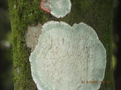 Cryptothecia striata