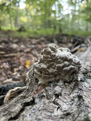 Kretzschmaria deusta