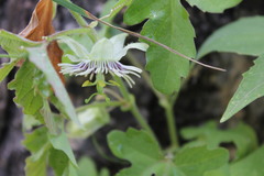Passiflora bryonioides