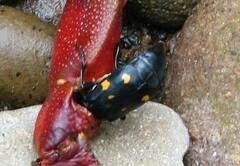 Nicrophorus defodiens