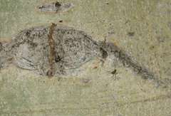 Drapetisca alteranda