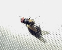 Calyptratae