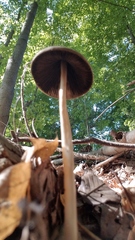 Parasola conopilea