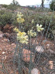 Asclepias subulata